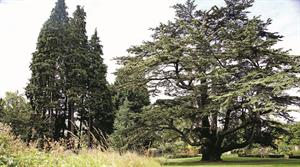 Bath Priory cedar of Lebanon